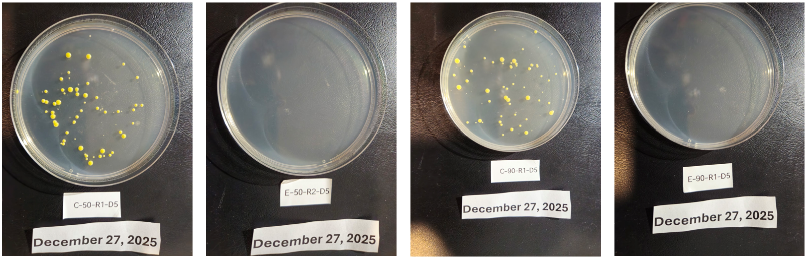 Representative agar plates (control vs exposed)